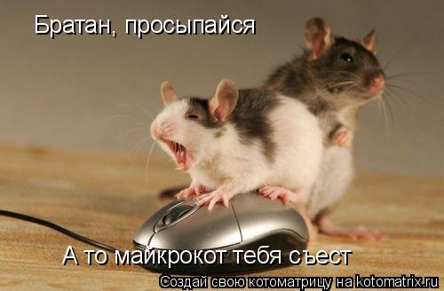 Братан, просыпайся А то майкрокот тебя съест... Котоматрица: Братан, просыпайся А то майкрокот тебя съест