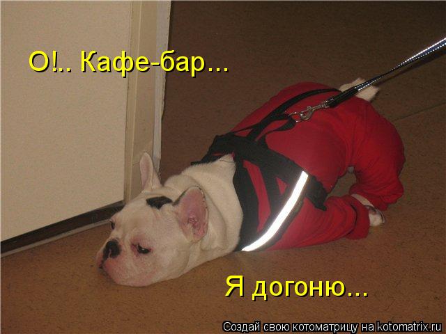 О!.. Кафе-бар... Я догоню...... Котоматрица: О!.. Кафе-бар... Я догоню...