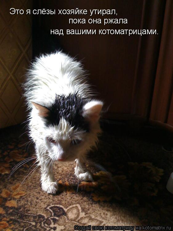 Это я слёзы хозяйке утирал, над вашими котоматрицами. пока она ржала... Котоматрица: Это я слёзы хозяйке утирал, над вашими котоматрицами. пока она ржала