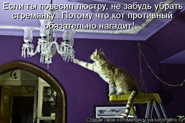 Если ты повесил люстру, не забудь убрать стремянку.. Потому что кот противный обязательно нагадит!... Котоматрица: Если ты повесил люстру, не забудь убрать стремянку.. Потому что кот противный обязательно нагадит!