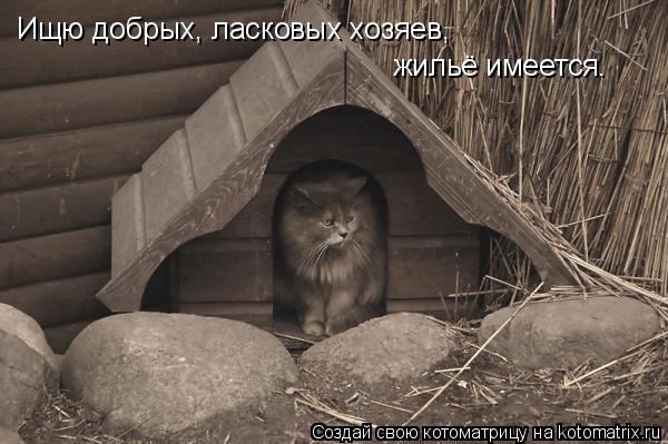 Ищю добрых, ласковых хозяев, жильё имеется.... Котоматрица: Ищю добрых, ласковых хозяев, жильё имеется.