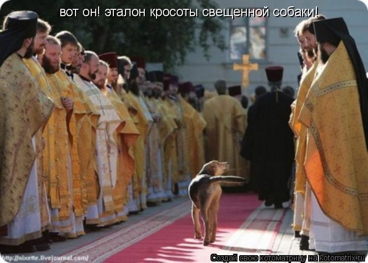 вот он! эталон кросоты свещенной собаки!... Котоматрица: вот он! эталон кросоты свещенной собаки!