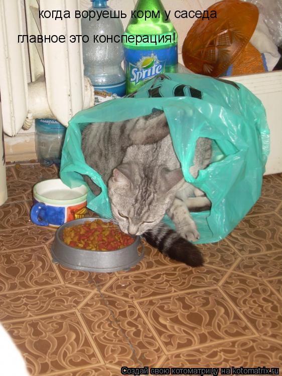 когда воруешь корм у саседа главное это консперация!... Котоматрица: когда воруешь корм у саседа главное это консперация!