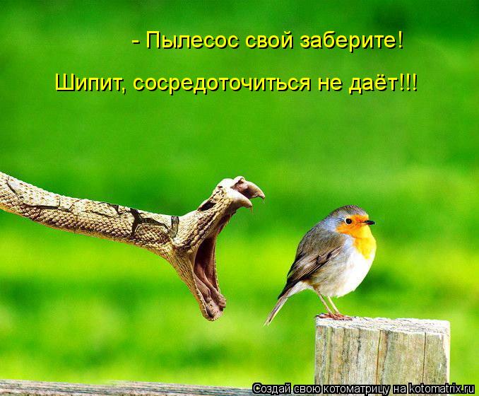- Пылесос свой заберите! Шипит, сосредоточиться не даёт!!!... Котоматрица: - Пылесос свой заберите! Шипит, сосредоточиться не даёт!!!