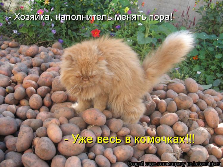 - Хозяйка, наполнитель менять пора! - Уже весь в комочках!!!... Котоматрица: - Хозяйка, наполнитель менять пора! - Уже весь в комочках!!!