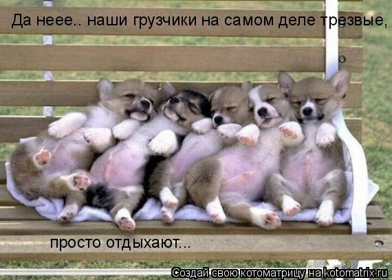 Да неее.. наши грузчики на самом деле трезвые, просто отдыхают...... Котоматрица: Да неее.. наши грузчики на самом деле трезвые, просто отдыхают...