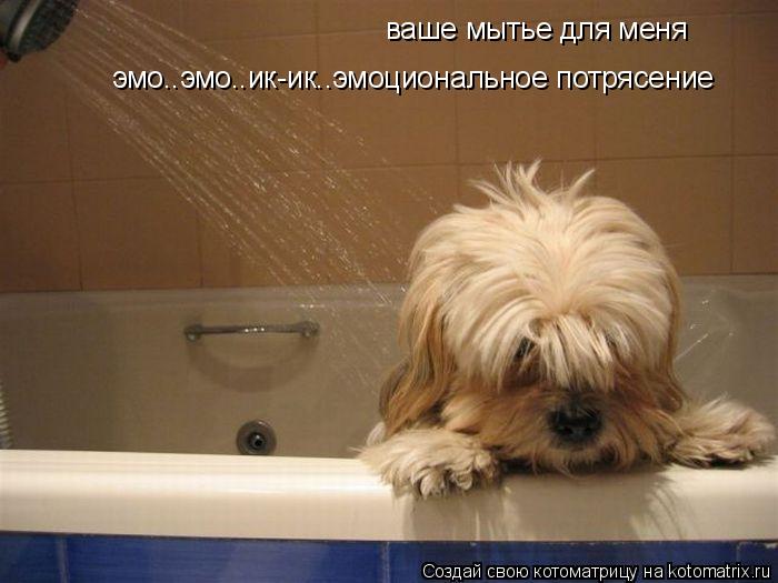 эмо..эмо..ик-ик..эмоциональное потрясение ваше мытье для меня... Котоматрица: эмо..эмо..ик-ик..эмоциональное потрясение ваше мытье для меня