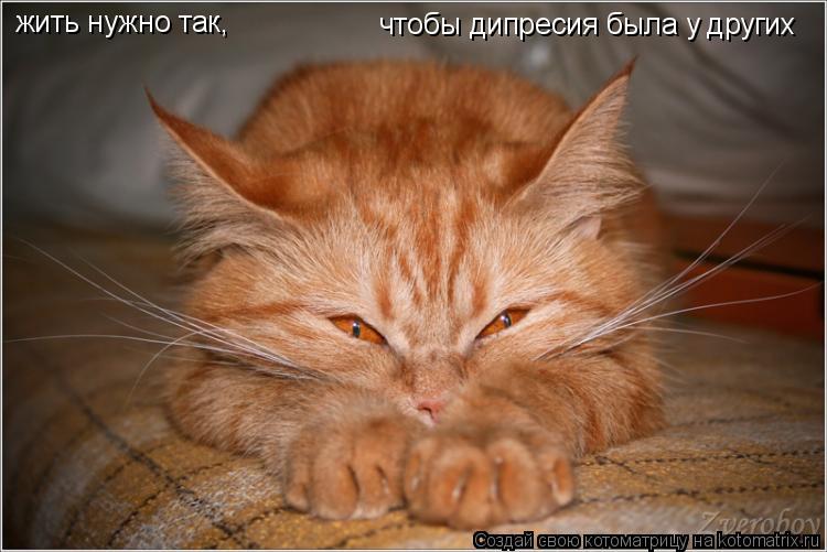 жить нужно так, чтобы дипресия была у других... Котоматрица: жить нужно так, чтобы дипресия была у других