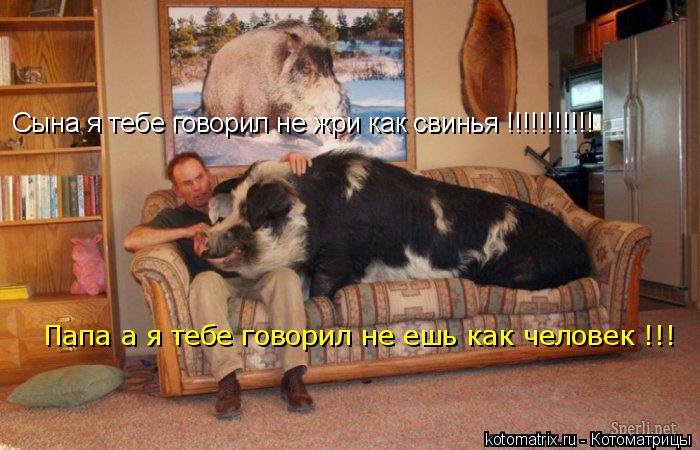 Сына я тебе говорил не жри как свинья !!!!!!!!!!! Папа а я тебе говорил не ешь как человек !!!... Котоматрица: Сына я тебе говорил не жри как свинья !!!!!!!!!!! Папа а я тебе говорил не ешь как человек !!!