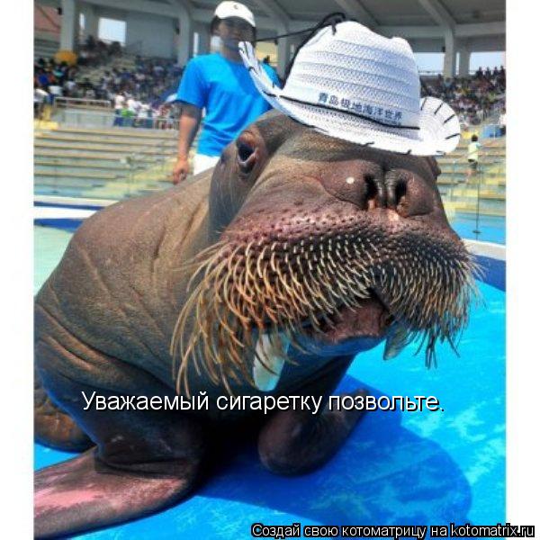 Уважаемый сигаретку позвольте.... Котоматрица: Уважаемый сигаретку позвольте.