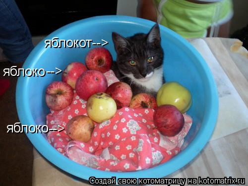 яблоко --> яблоко --> яблокот-->... Котоматрица: яблоко --> яблоко --> яблокот-->