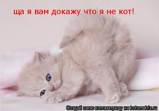 ща я вам докажу что я не кот!... Котоматрица: ща я вам докажу что я не кот!
