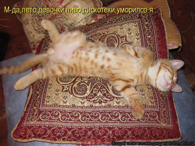 М-да,лето,девочки,пиво,дискотеки,уморилсо я...... Котоматрица: М-да,лето,девочки,пиво,дискотеки,уморилсо я...