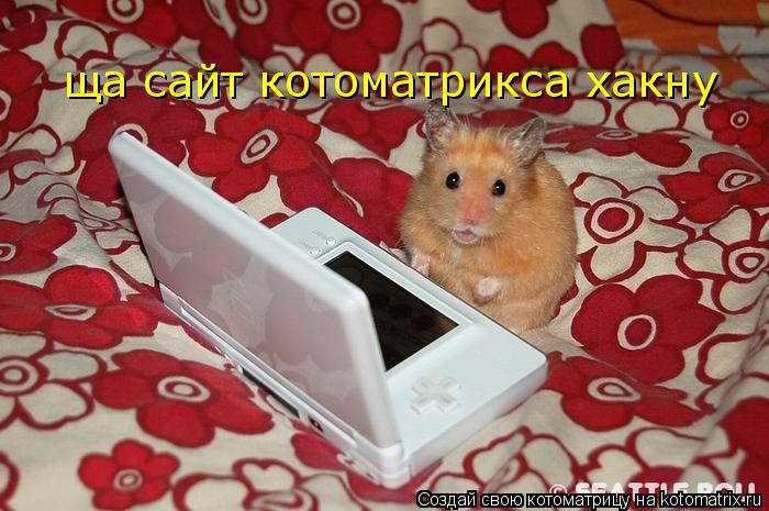 ща сайт котоматрикса хакну... Котоматрица: ща сайт котоматрикса хакну