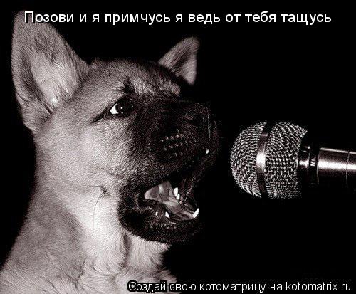 Позови и я примчусь я ведь от тебя тащусь... Котоматрица: Позови и я примчусь я ведь от тебя тащусь