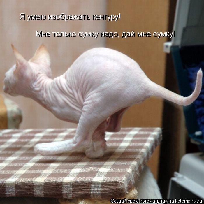 Мне только сумку надо, дай мне сумку! Я умею изображать кенгуру!... Котоматрица: Мне только сумку надо, дай мне сумку! Я умею изображать кенгуру!