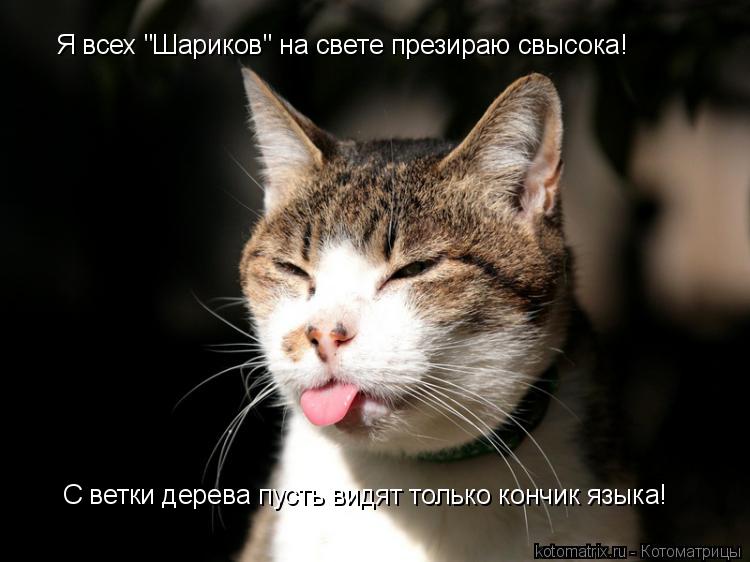 Я всех "Шариков" на свете презираю свысока! Я всех "Шариков" на свете презираю свысока! С ветки дерев... Котоматрица: Я всех "Шариков" на свете презираю свысока! Я всех "Шариков" на свете презираю свысока! С ветки дерева пусть видят только кончик языка!