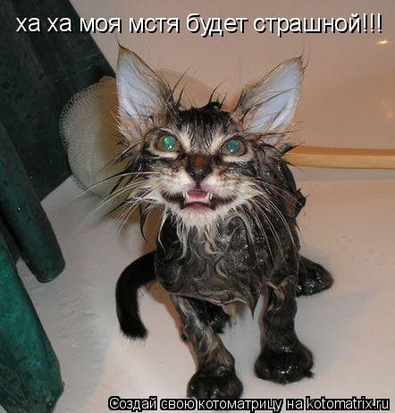 ха ха моя мстя будет страшной!!!... Котоматрица: ха ха моя мстя будет страшной!!!