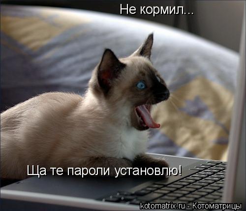Не кормил... Ща те пароли установлю!... Котоматрица: Не кормил... Ща те пароли установлю!