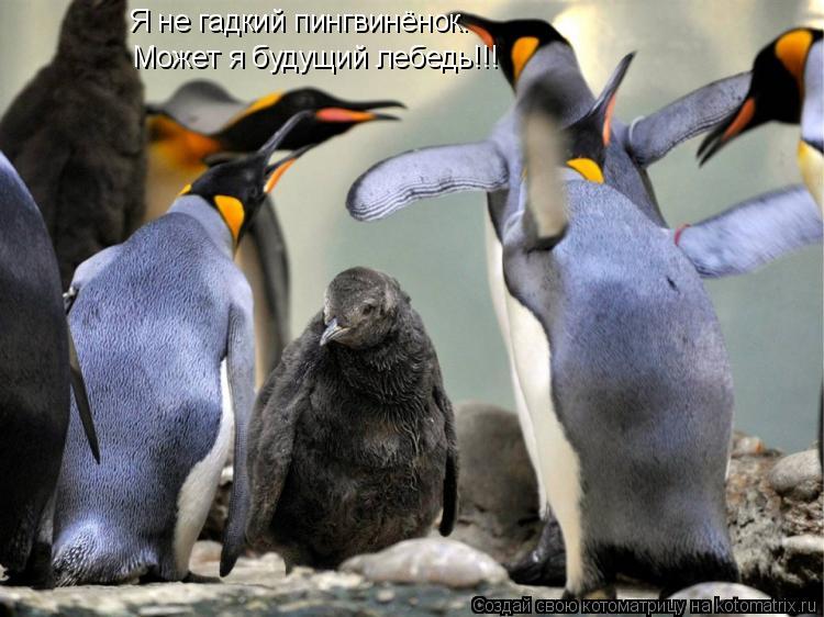 Я не гадкий пингвинёнок. Может я будущий лебедь!!!... Котоматрица: Я не гадкий пингвинёнок. Может я будущий лебедь!!!