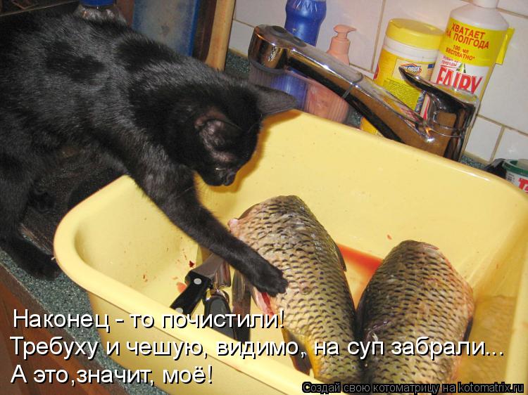 Требуху и чешую, видимо, на суп забрали... Наконец - то почистили! А это,значит, моё!... Котоматрица: Требуху и чешую, видимо, на суп забрали... Наконец - то почистили! А это,значит, моё!