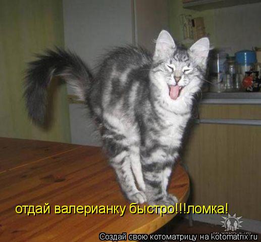 отдай валерианку быстро!!!у меня ломка! отдай валерианку быстро!!!ломка!... Котоматрица: отдай валерианку быстро!!!у меня ломка! отдай валерианку быстро!!!ломка!