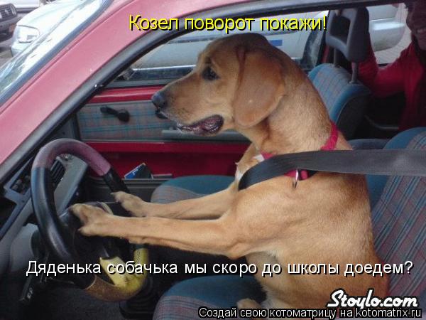 Козел поворот покажи! Дяденька собачька мы скоро до школы доедем?... Котоматрица: Козел поворот покажи! Дяденька собачька мы скоро до школы доедем?