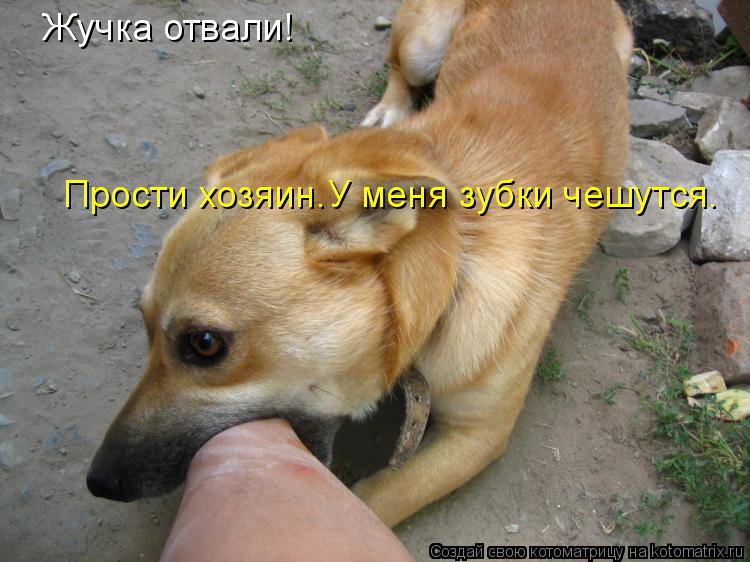 Жучка отвали! Прости хозяин.У меня зубки чешутся.... Котоматрица: Жучка отвали! Прости хозяин.У меня зубки чешутся.