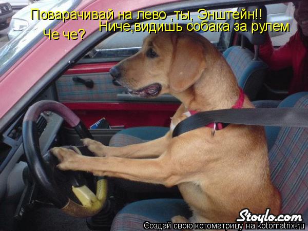 Поварачивай на лево ,ты, Энштейн!! Че че? Ниче,видишь собака за рулем... Котоматрица: Поварачивай на лево ,ты, Энштейн!! Че че? Ниче,видишь собака за рулем