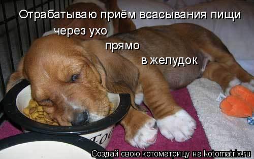 Отрабатываю приём всасывания пищи через ухо прямо в желудок... Котоматрица: Отрабатываю приём всасывания пищи через ухо прямо в желудок