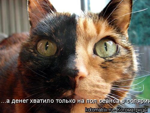 Котоматрица: ...а денег хватило только на пол сеанса в солярии...