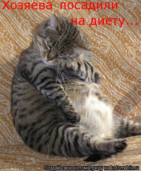 Котоматрица: Хозяева посадили  на диету...