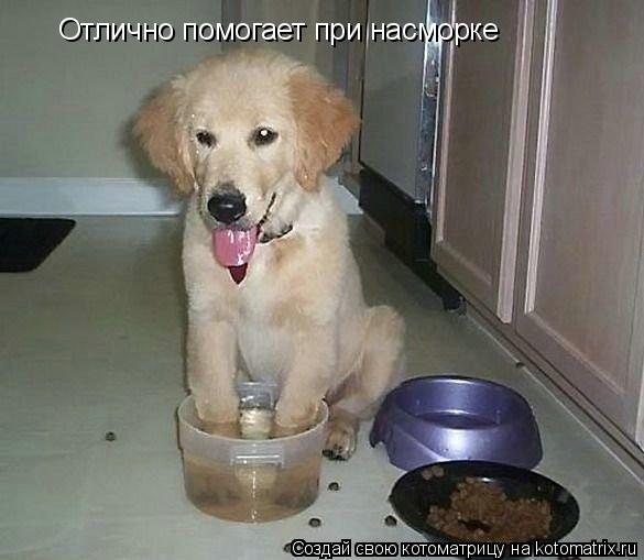 Котоматрица: Отлично помогает при насморке