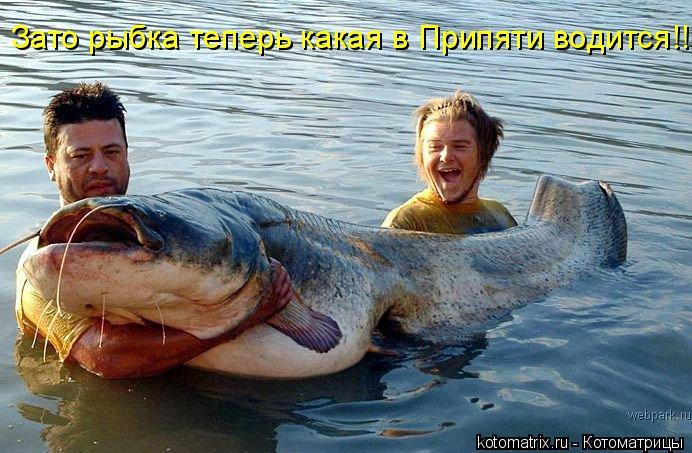 Котоматрица: Зато рыбка теперь какая в Припяти водится!!!