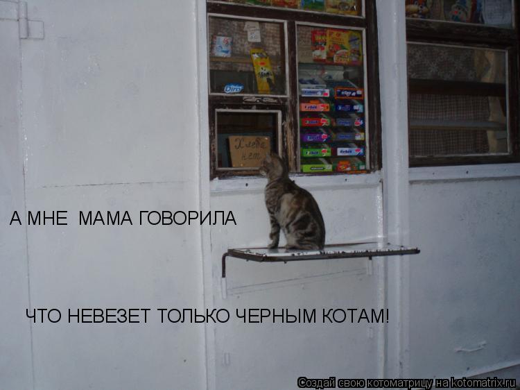 А МНЕ МАМА ГОВОРИЛА ЧТО НЕВЕЗЕТ ТОЛЬКО ЧЕРНЫМ КОТАМ!... Котоматрица: А МНЕ МАМА ГОВОРИЛА ЧТО НЕВЕЗЕТ ТОЛЬКО ЧЕРНЫМ КОТАМ!
