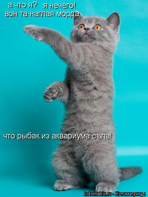 а что я? я нечего! вон та наглая морда, что рыбак из аквариума съла!... Котоматрица: а что я? я нечего! вон та наглая морда, что рыбак из аквариума съла!