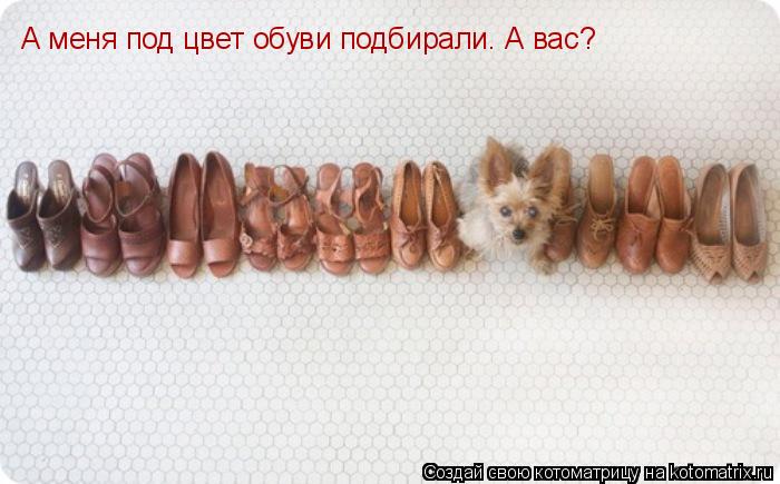 А меня под цвет обуви подбирали. А вас?... Котоматрица: А меня под цвет обуви подбирали. А вас?
