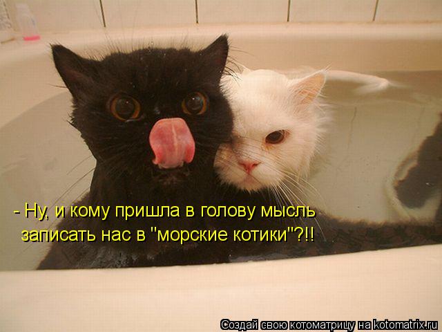 - Ну, и кому пришла в голову мысль записать нас в "морские котики"?!!... Котоматрица: - Ну, и кому пришла в голову мысль записать нас в "морские котики"?!!