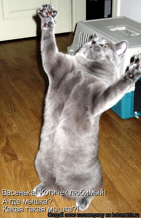 Васенька! Котичек любимый! А где мышка? Какая такая мышка?!... Котоматрица: Васенька! Котичек любимый! А где мышка? Какая такая мышка?!