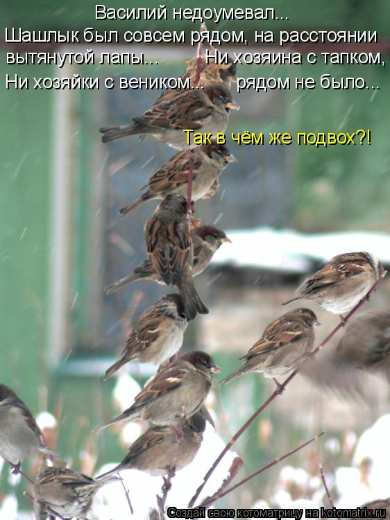 Шашлык был совсем рядом, на расстоянии Василий недоумевал... вытянутой лапы... Ни хозяина с т... Котоматрица: Шашлык был совсем рядом, на расстоянии Василий недоумевал... вытянутой лапы... Ни хозяина с тапком, Ни хозяйки с веником... рядом не был