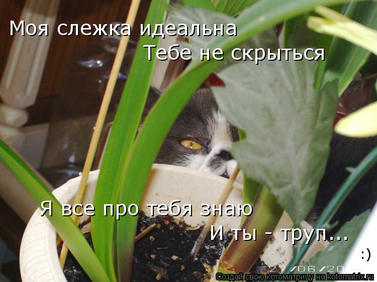 Моя слежка идеальна Тебе не скрыться Я все про тебя знаю И ты - труп... :)... Котоматрица: Моя слежка идеальна Тебе не скрыться Я все про тебя знаю И ты - труп... :)