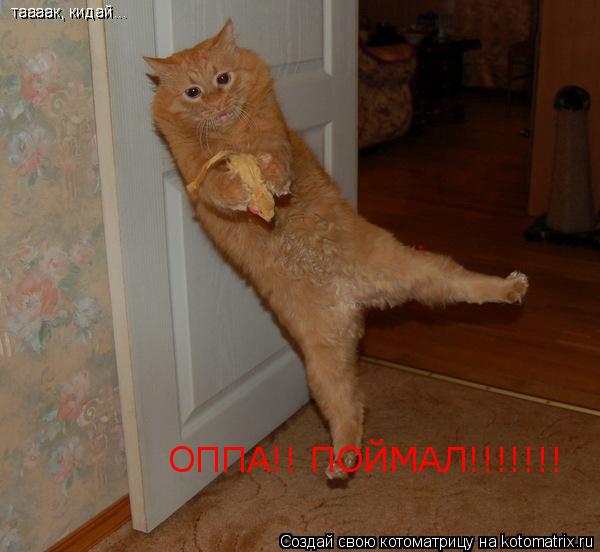 таааак, кидай... таааак, кидай... ОППА!! ПОЙМАЛ!!!!!!!... Котоматрица: таааак, кидай... таааак, кидай... ОППА!! ПОЙМАЛ!!!!!!!
