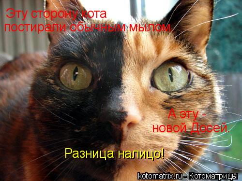 Эту сторону кота А эту - новой Досей. постирали обычным мылом. Разница налицо!... Котоматрица: Эту сторону кота А эту - новой Досей. постирали обычным мылом. Разница налицо!