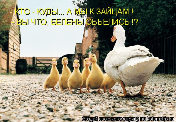 - КТО - КУДЫ... А МЫ К ЗАЙЦАМ ! - ВЫ ЧТО, БЕЛЕНЫ ОБЪЕЛИСЬ !?... Котоматрица: - КТО - КУДЫ... А МЫ К ЗАЙЦАМ ! - ВЫ ЧТО, БЕЛЕНЫ ОБЪЕЛИСЬ !?