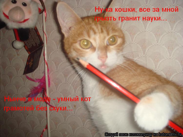 Ну-ка кошки, все за мной грызть гранит науки... Нынче в моде - умный кот грамотей без скуки...... Котоматрица: Ну-ка кошки, все за мной грызть гранит науки... Нынче в моде - умный кот грамотей без скуки...