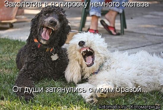 Заколотив в попироску немного экстаза От души затянулись с моим бразой...... Котоматрица: Заколотив в попироску немного экстаза От души затянулись с моим бразой...