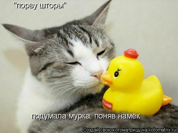 "пoрву шторы" подумала мурка, поняв намёк... Котоматрица: "пoрву шторы" подумала мурка, поняв намёк