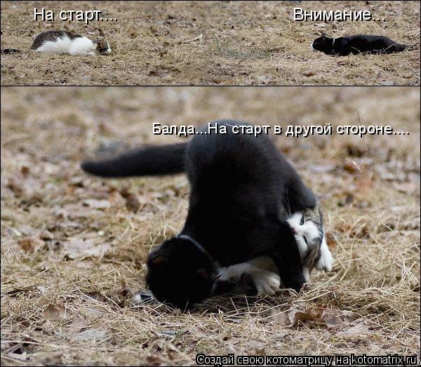 На старт.... Внимание... Балда...На старт в другой стороне....... Котоматрица: На старт.... Внимание... Балда...На старт в другой стороне....