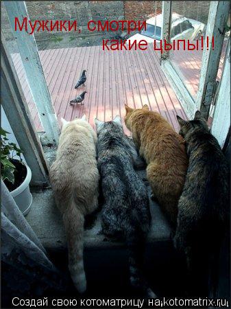 Мужики, смотри какие цыпы!!!... Котоматрица: Мужики, смотри какие цыпы!!!
