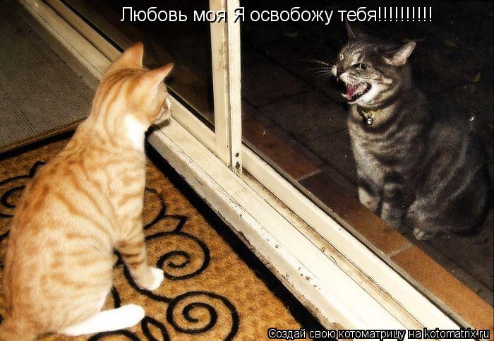 Любовь моя Я освобожу тебя!!!!!!!!!!... Котоматрица: Любовь моя Я освобожу тебя!!!!!!!!!!